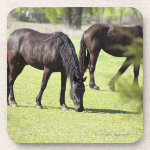 horses grazing on a horse farm coaster
