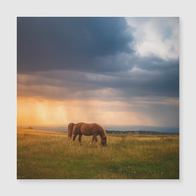 Horses grazing on stormy day (Front)