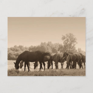 Horses Grazing- Sepia Toned Photograph Postcard