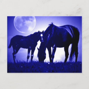 Horses in Blue Night Postcards
