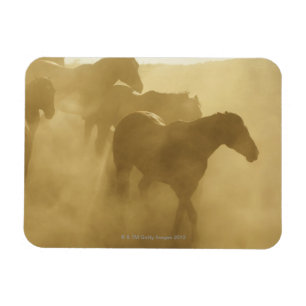 Horses in corral magnet