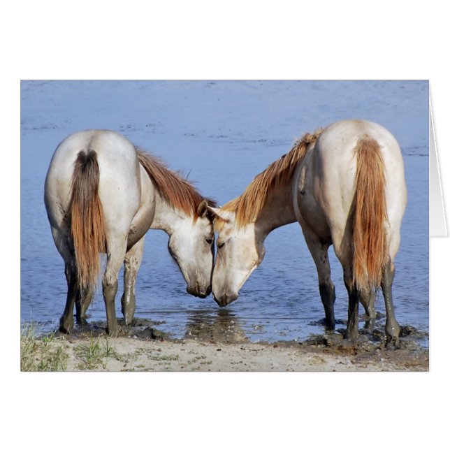 HORSES IN LOVE (Front Horizontal)