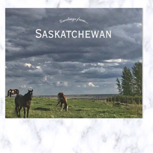 Horses in Mortlach Saskatchewan Canada Postcard