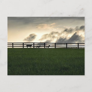 Horses In Pasture Postcard