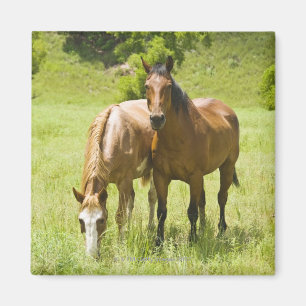 Horses in San Rafael Valley, Arizona Magnet