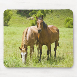 Horses in San Rafael Valley, Arizona Mouse Pad