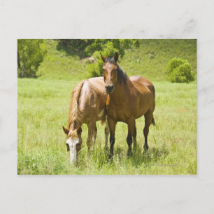 Horses in San Rafael Valley, Arizona Postcard