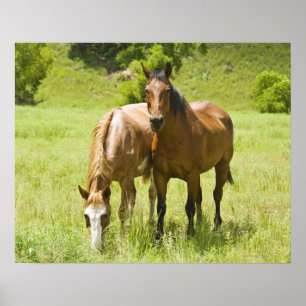 Horses in San Rafael Valley, Arizona Poster