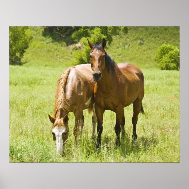 Horses in San Rafael Valley, Arizona Poster (Front)