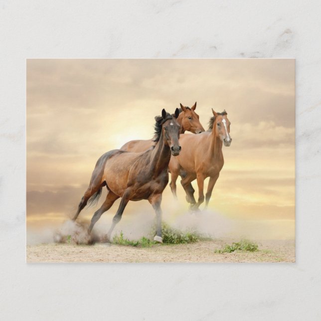 Horses In Sunset Postcard (Front)