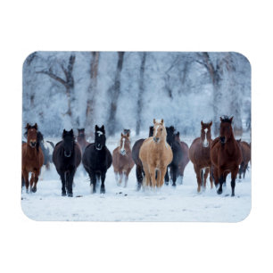 Horses in the Cold Magnet