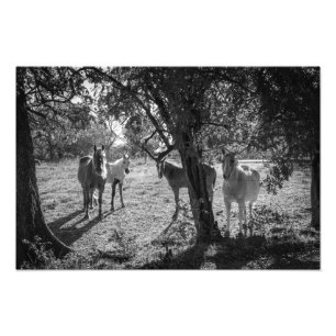 Horses in the Field Photo Print