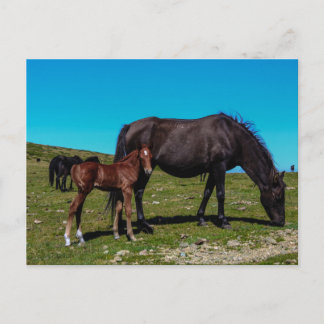 Horses in the Field Postcard