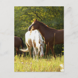Horses in the Meadow Postcard
