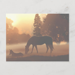 Horses in the Morning Fog2 Postcard
