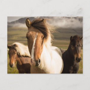 Horses in the Mountains Beautiful and Majestic Postcard