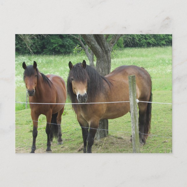 Horses in the Pasture Postcard (Front)