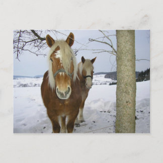 Horses in the snow postcard