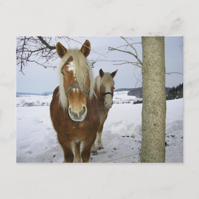 Horses in the snow postcard (Front)