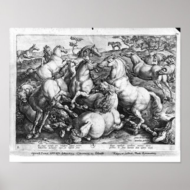 Horses in the wild poster (Front)