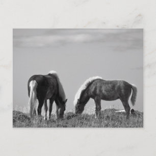 Horses in Whale-fjord #2 Postcard