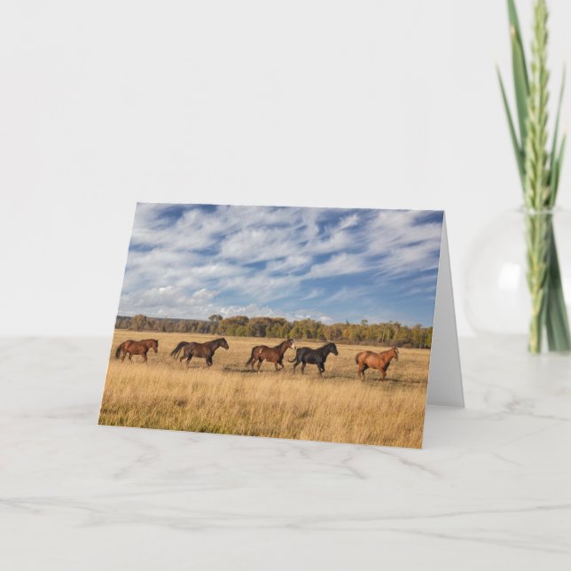 Horses Just Outside Grand Teton National Park Card (Front)