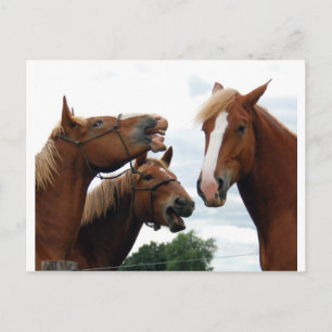 Horses laughing postcard
