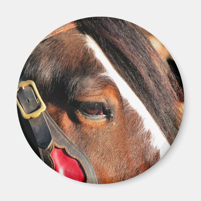 HORSES MAGNET (Front)
