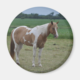 Horses Magnet