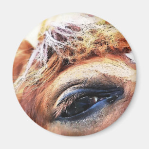 HORSES MAGNET