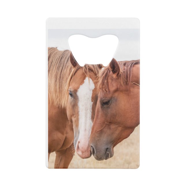 Horses nuzzling in a pasture (Front)