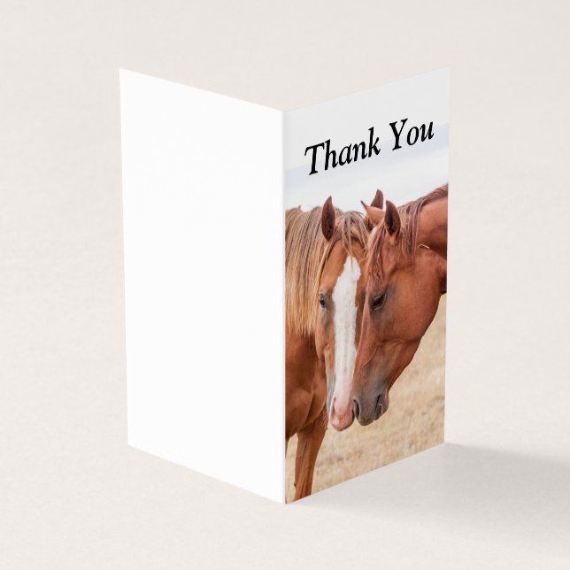 Horses nuzzling in a pasture (Outside)