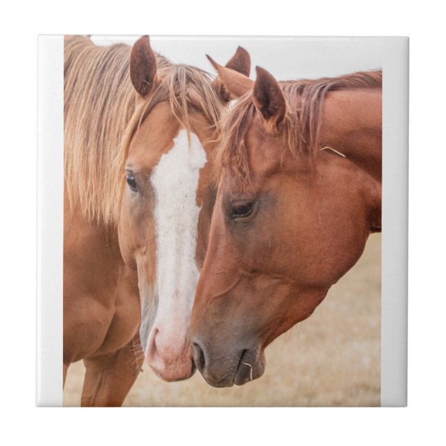 Horses nuzzling in a pasture ceramic tile (Front)