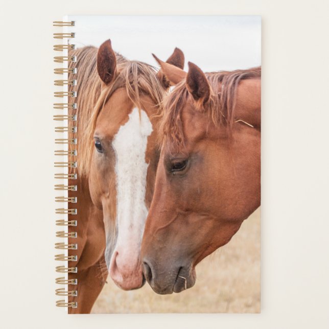 Horses nuzzling in a pasture planner (Front)