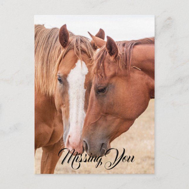 Horses nuzzling in a pasture postcard (Front)