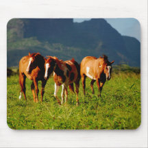 Horses of Kauai
