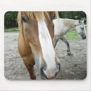 Horses of Ocala Florida Equestrian Art Mousepad