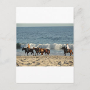 Horses on Beach Postcard