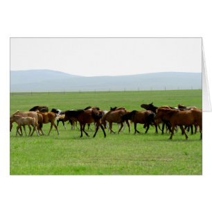 Horses on Pasture - Landscape Photograph