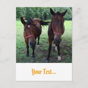 Horses on pasture postcard