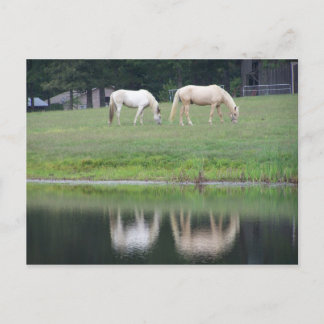 Horses on Pond Post Card