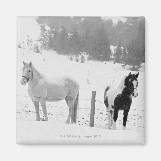 Horses on ranch magnet (Front)