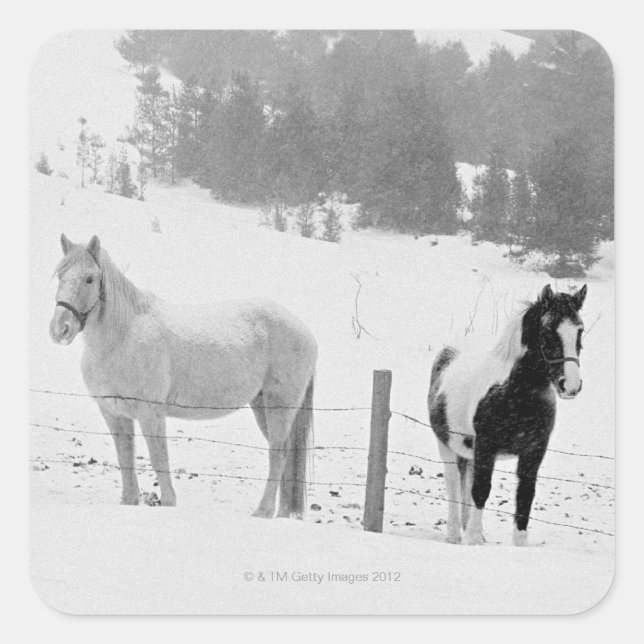 Horses on ranch square sticker (Front)