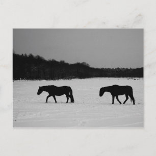 Horses On Snow pccnm Postcard