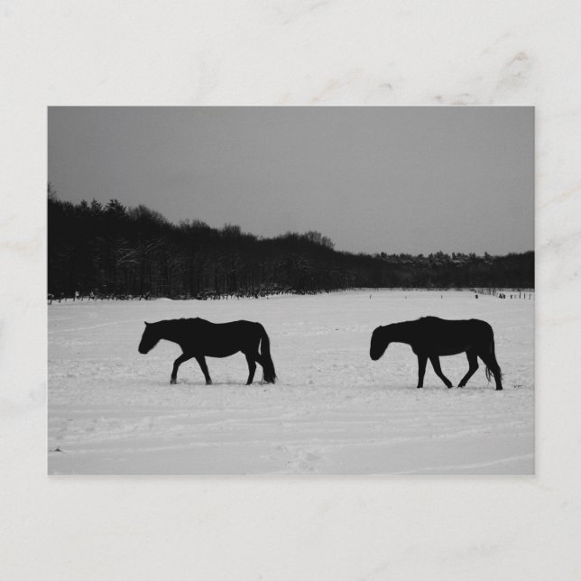 Horses On Snow pccnm Postcard (Front)