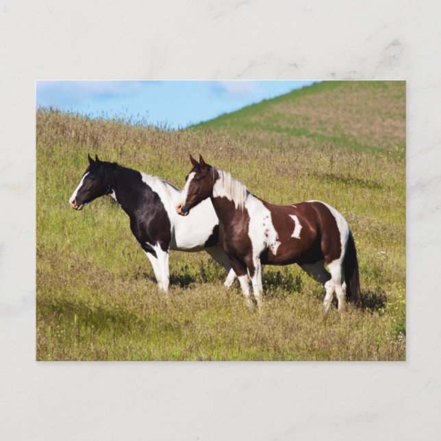 Horses on the hillside postcard (Front)