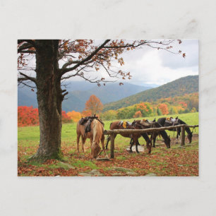 Horses on the Mountain Postcard
