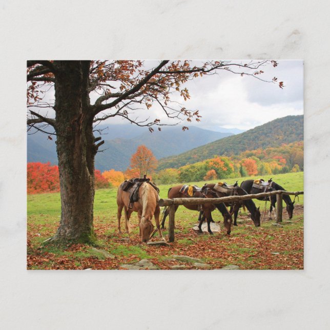 Horses on the Mountain Postcard (Front)