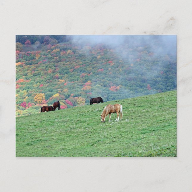 Horses on the Mountain Postcard (Front)