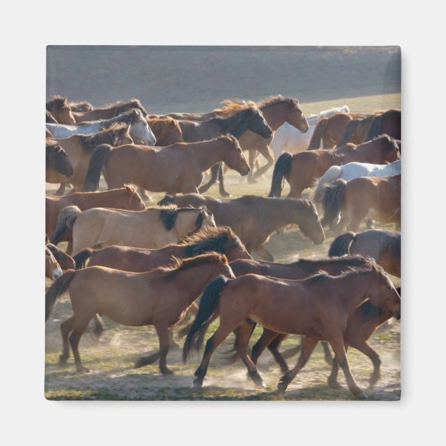 Horses on the ranch, Inner Mongolia, China Magnet (Front)